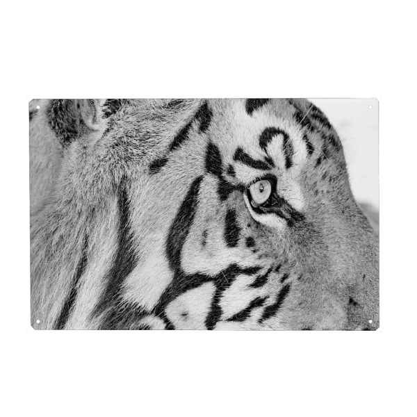 Holzbild "Tiger Auge sw 794" artboxONE - Tiere,Schwarzweiß,Reise / Afrika