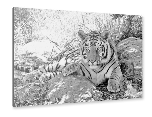 Alu-Dibond "Tiger sw 991" 30x20 cm artboxONE