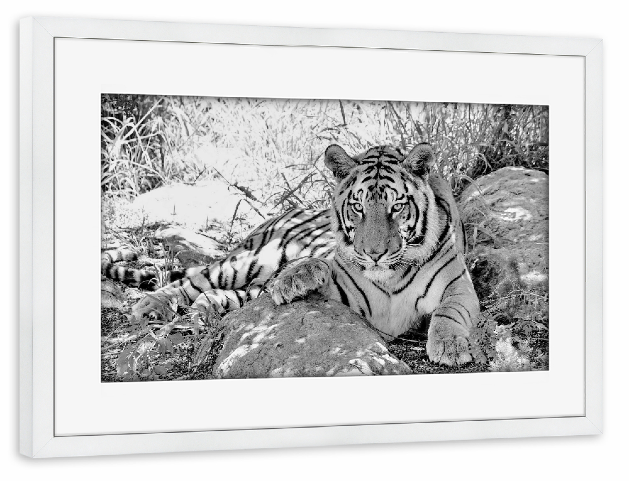 Poster mit Rahmen weiß "Tiger sw 991" artboxONE - Tiere,Schwarzweiß,Reise / Afrika