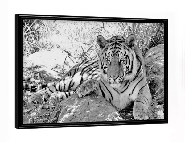 Poster mit schwarzem Rahmen "Tiger sw 991" artboxONE - Tiere,Schwarzweiß,Reise / Afrika