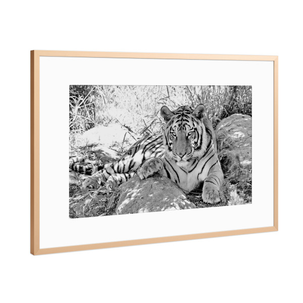 Poster mit Rahmen Kupfer "Tiger sw 991" artboxONE - Tiere,Schwarzweiß,Reise / Afrika