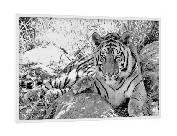 Poster mit weißem Rahmen "Tiger sw 991" artboxONE - Tiere,Schwarzweiß,Reise / Afrika