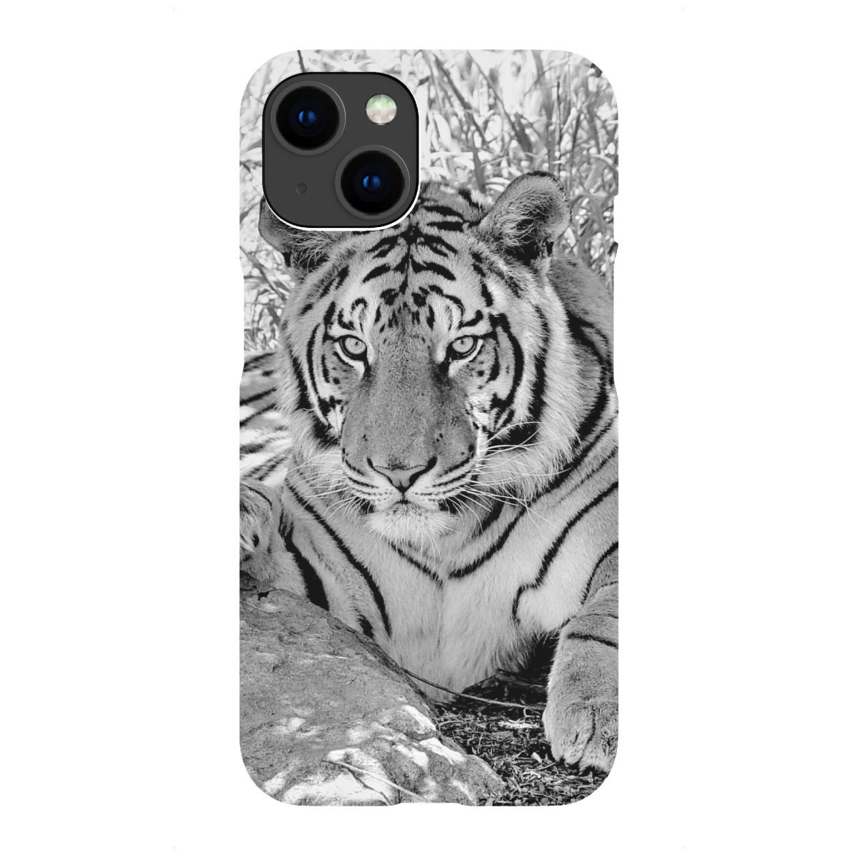 iPhone "Tiger sw 991" Premium-Case Handyhülle artboxONE