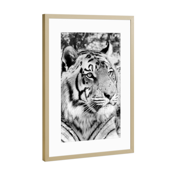 Poster mit Rahmen Gold "Tiger Portrait sw 1384" artboxONE - Tiere,Schwarzweiß