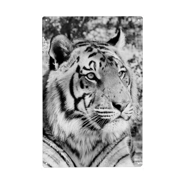 Holzbild "Tiger Portrait sw 1384" artboxONE - Tiere,Schwarzweiß