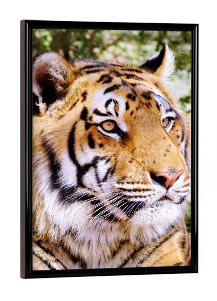 Poster mit schwarzem Rahmen "Tiger Portrait color 1384" artboxONE - Tiere,Reise / Afrika