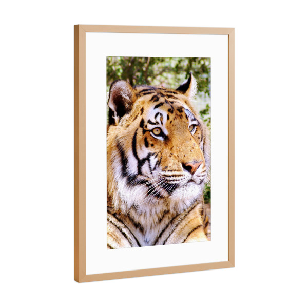 Poster mit Rahmen Kupfer "Tiger Portrait color 1384" artboxONE - Tiere,Reise / Afrika