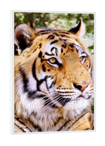 Poster mit weißem Rahmen "Tiger Portrait color 1384" artboxONE - Tiere,Reise / Afrika