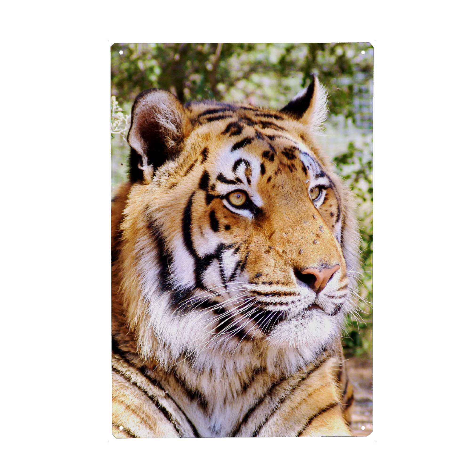 Holzbild "Tiger Portrait color 1384" artboxONE - Tiere,Reise / Afrika - Tiger,Africa,Black,White,Cat,Wildlife,Bigcat,Stripes,Big cat,Portrait