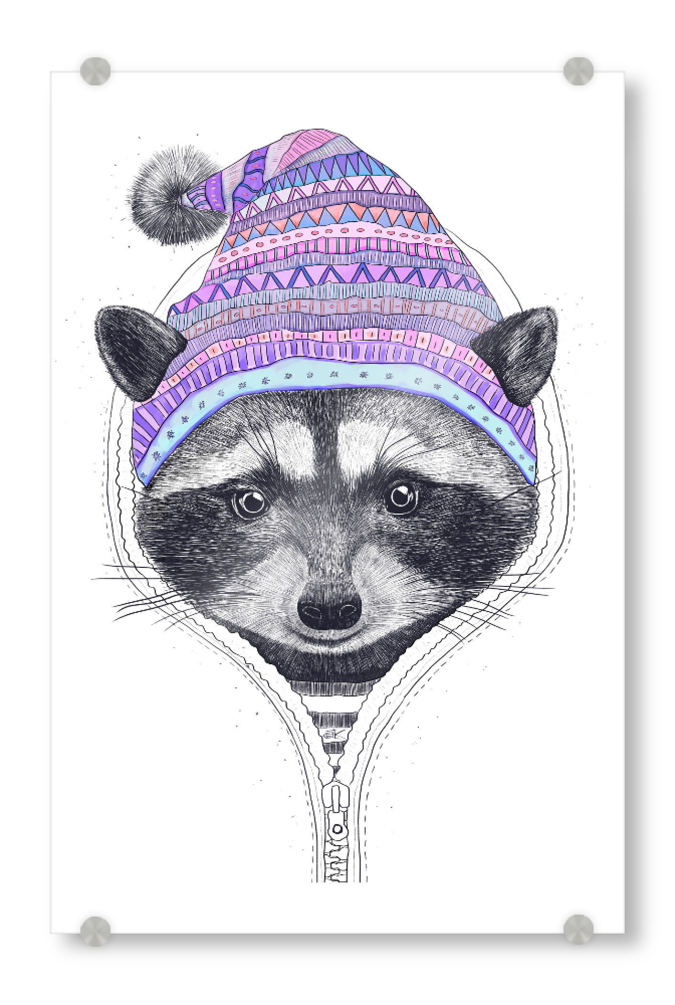 Acrylglasbild "Raccoon in a hood" artboxONE - Natur,Tiere,Menschen,Schwarzweiß,Liebe,Weihnachten