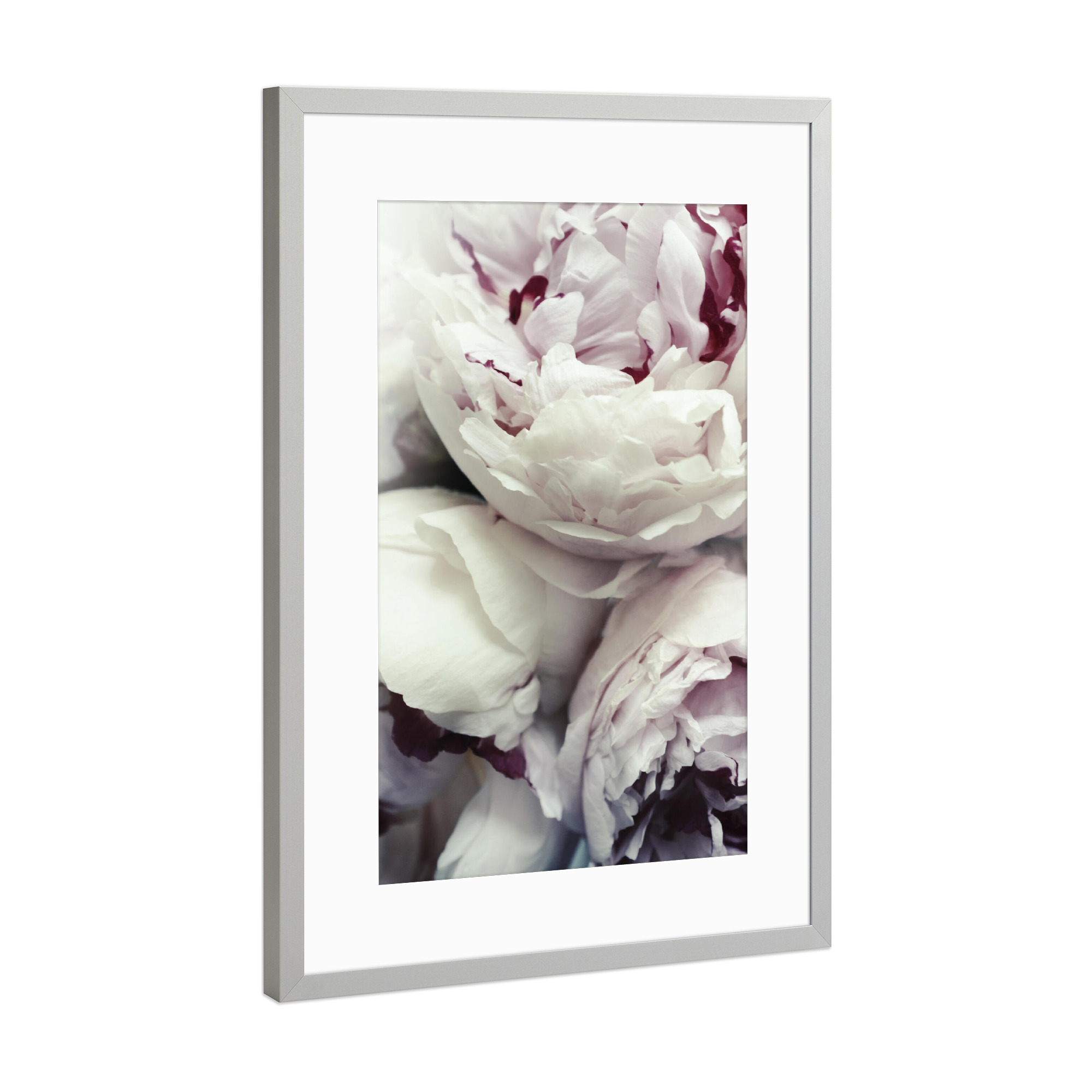 Poster mit Rahmen Silber "Pfingstrosen" artboxONE - Natur,Floral,Für Mama - Pfingstrosen,Rosen,Blumen,Blume,Pfingstrose,Rose,Floral,Flowers,Natur
