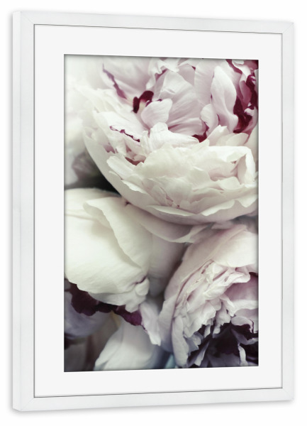 Poster mit Rahmen weiß "Pfingstrosen" artboxONE - Natur,Floral,Für Mama - Pfingstrosen,Rosen,Blumen,Blume,Pfingstrose,Rose,Floral,Flowers,Natur