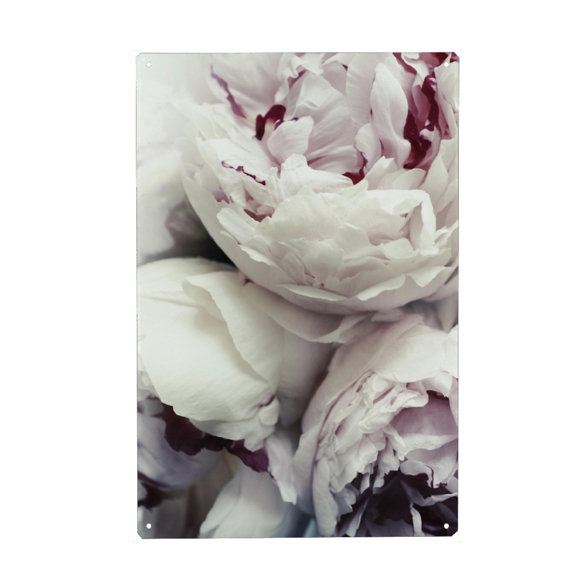 Holzbild "Pfingstrosen" artboxONE - Natur,Floral,Für Mama - Pfingstrosen,Rosen,Blumen,Blume,Pfingstrose,Rose,Floral,Flowers,Natur