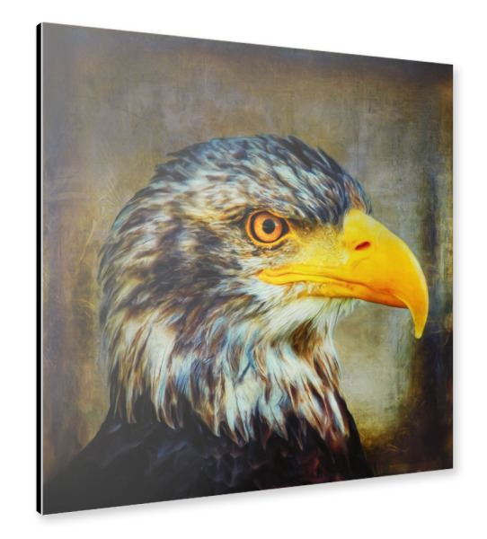 Alu-Dibond "The Eagle" 30x30 cm artboxONE