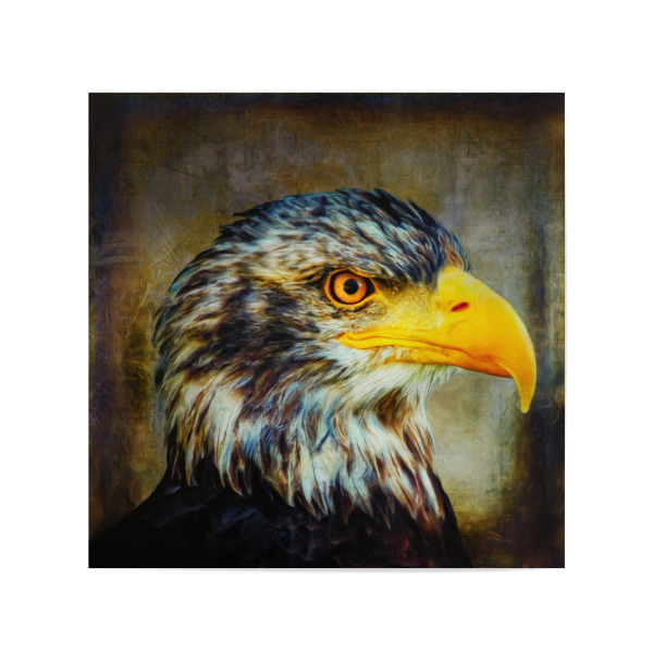 Poster 20x20 cm "The Eagle" artboxONE - Tiere - Adler,Digitale malerei,Raubvogel,Tier,Tierportrait,Vintage,Vogel,Vogelportrait,Großer vogel
