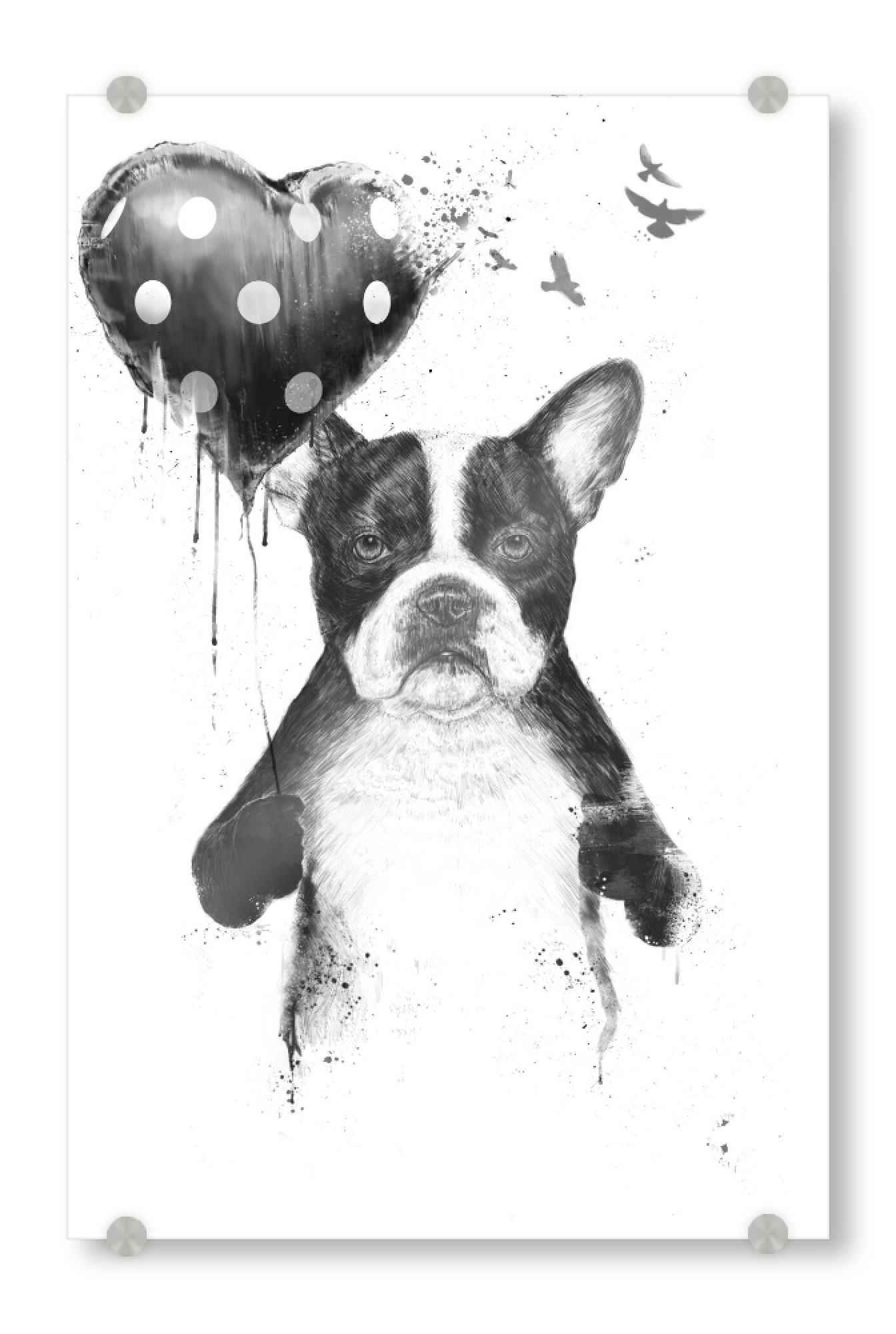 Acrylglasbild "My heart goes boom" artboxONE - Tiere,Schwarzweiß,Liebe - Liebe,Love,Französische bulldogge,French bulldog,Dog,Hund,Valentine