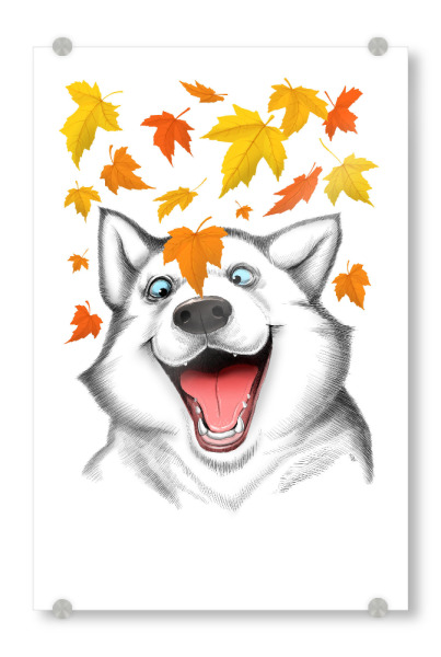 Acrylglasbild "Autumn husky" artboxONE - Natur,Tiere,Schwarzweiß,Lustig - Husky,Hund,Tier,Herbst,Blätter,Glücklich,Kunst,Kunstwerk,Drucken