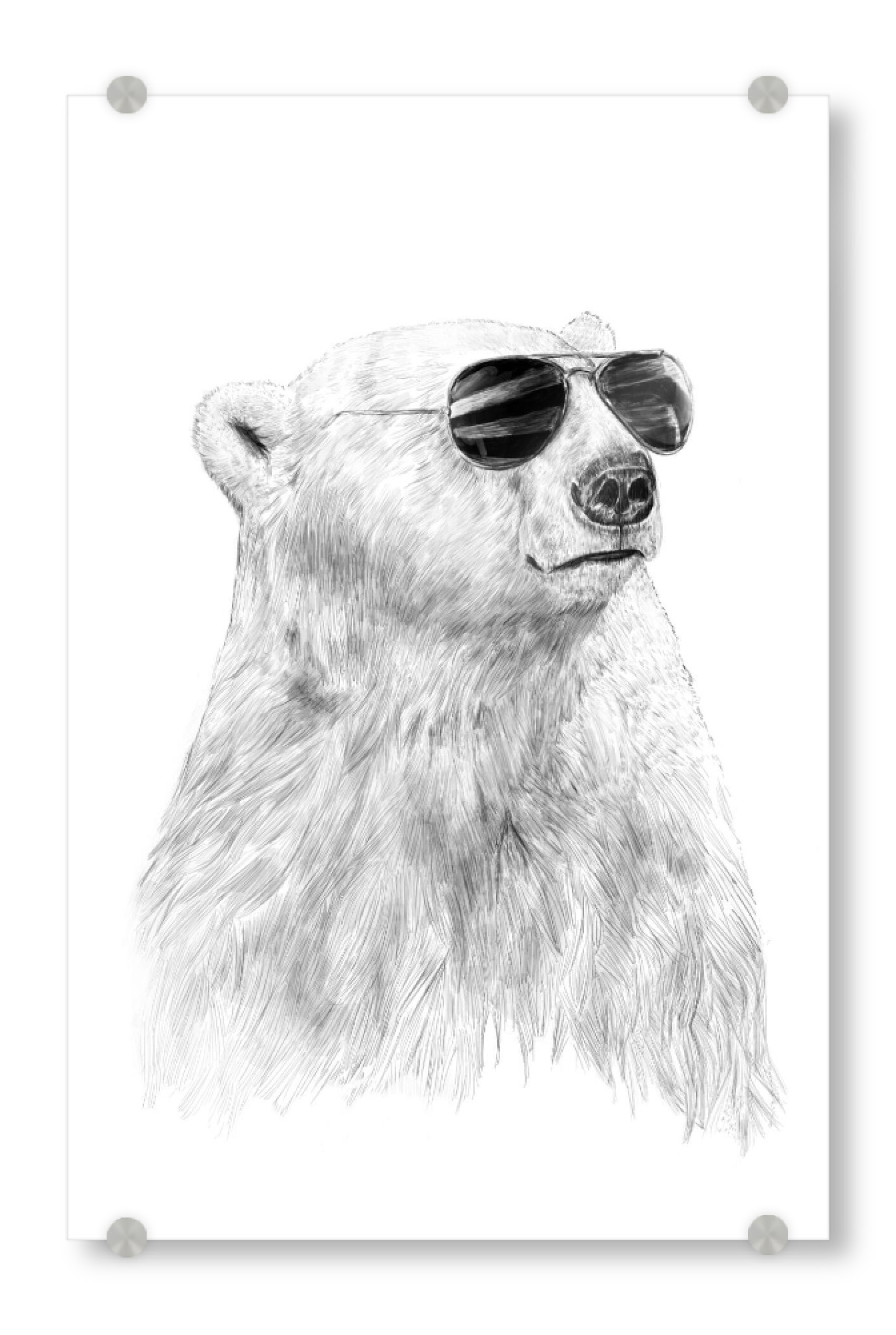 Acrylglasbild "Dont let the sun go down" artboxONE - Tiere,Schwarzweiß,Für Papa,Männer,Lustig - Polar bär,Winter,Hipster,Sunglasses,Sonnenbrille,Bear