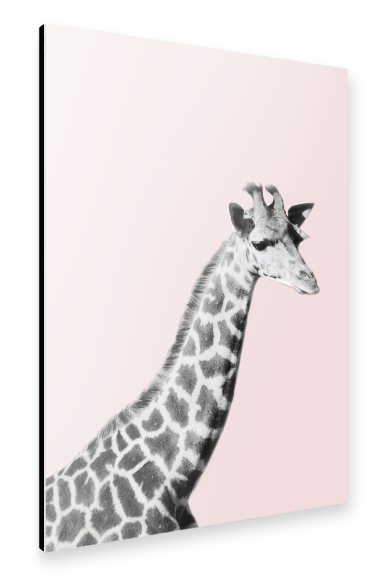 Alu-Dibond "Giraffa on Pink" 75x50 cm artboxONE