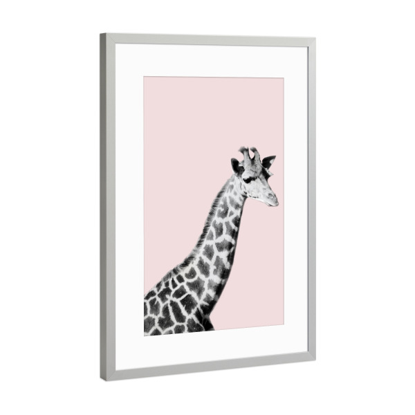 Poster mit Rahmen Silber "Giraffa on Pink" artboxONE - Tiere - Giraffa,Zoo,Animal,Wild,Pink,Bw,Blush