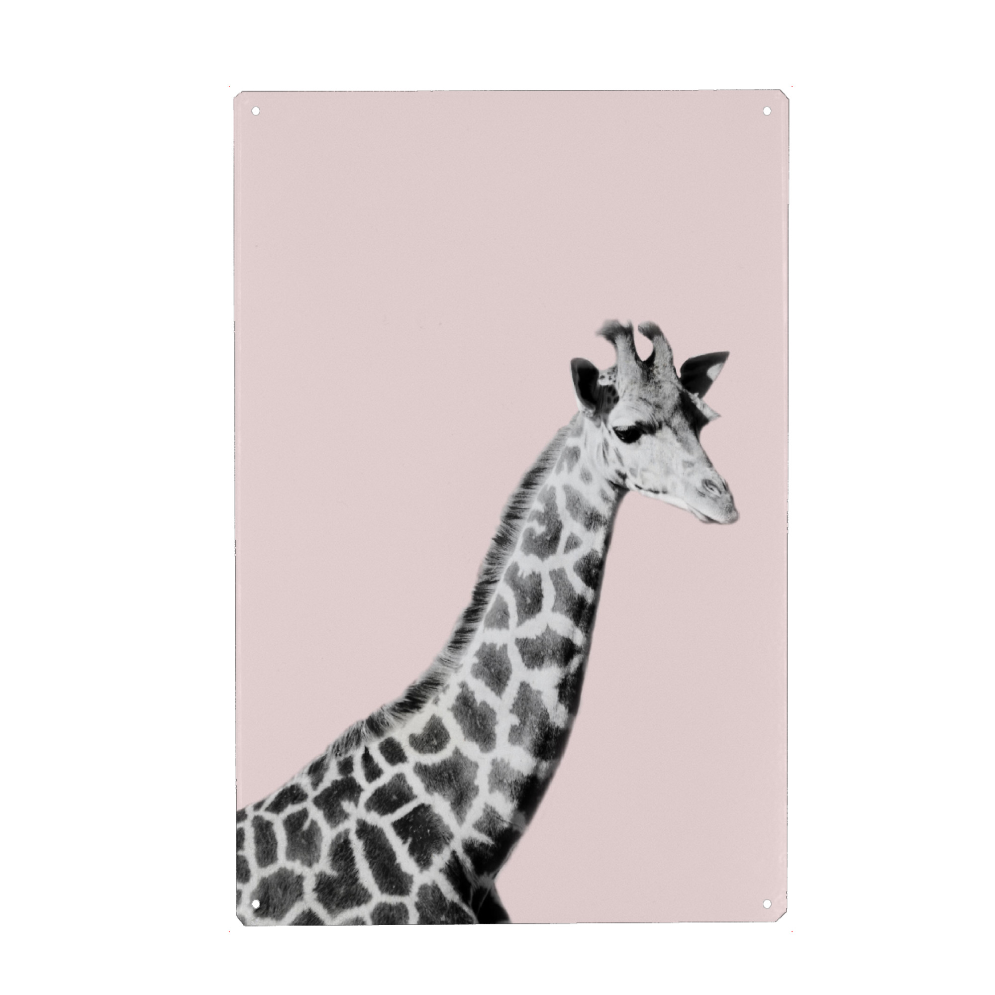 Metall Poster "Giraffa on Pink" artboxONE - Tiere - Giraffa,Zoo,Animal,Wild,Pink,Bw,Blush - Blechschild