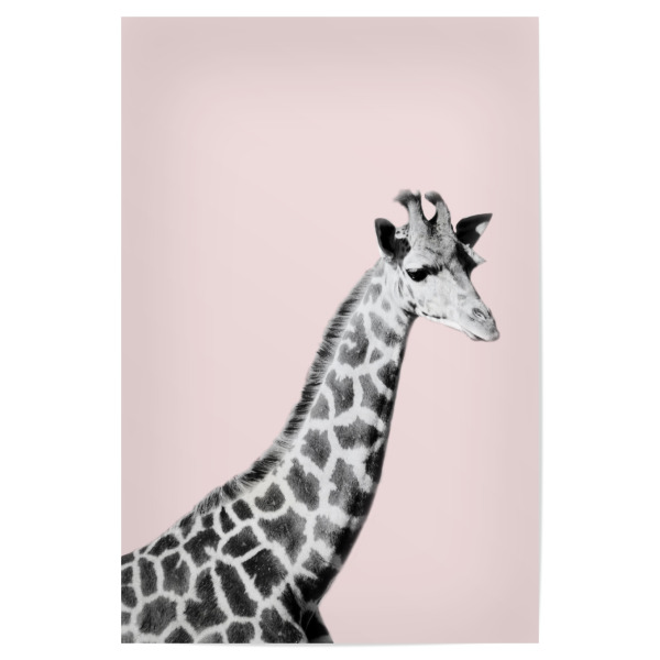 Poster "Giraffa on Pink" artboxONE - Tiere - Giraffa,Zoo,Animal,Wild,Pink,Bw,Blush