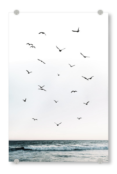Acrylglasbild "Birds 4" artboxONE - Natur,Reise,Tiere,Reise / Strand und Meer