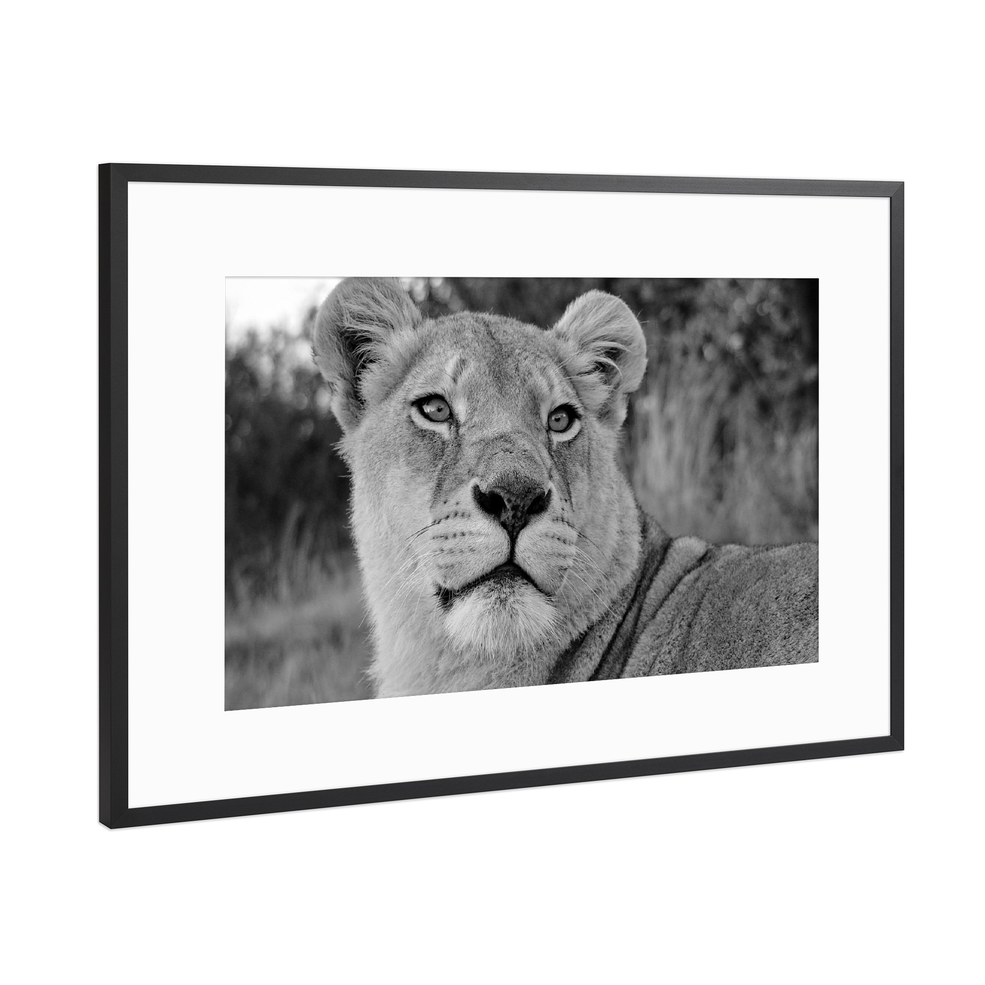 Poster mit Rahmen Schwarz (Metallic) "Löwen Weibchen Portrait sw 2197" artboxONE - Tiere,Schwarzweiß,Reise / Afrika