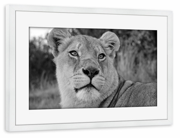 Poster mit Rahmen weiß "Löwen Weibchen Portrait sw 2197" artboxONE - Tiere,Schwarzweiß,Reise / Afrika