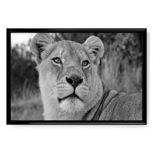 Löwen Weibchen Portrait sw 2197