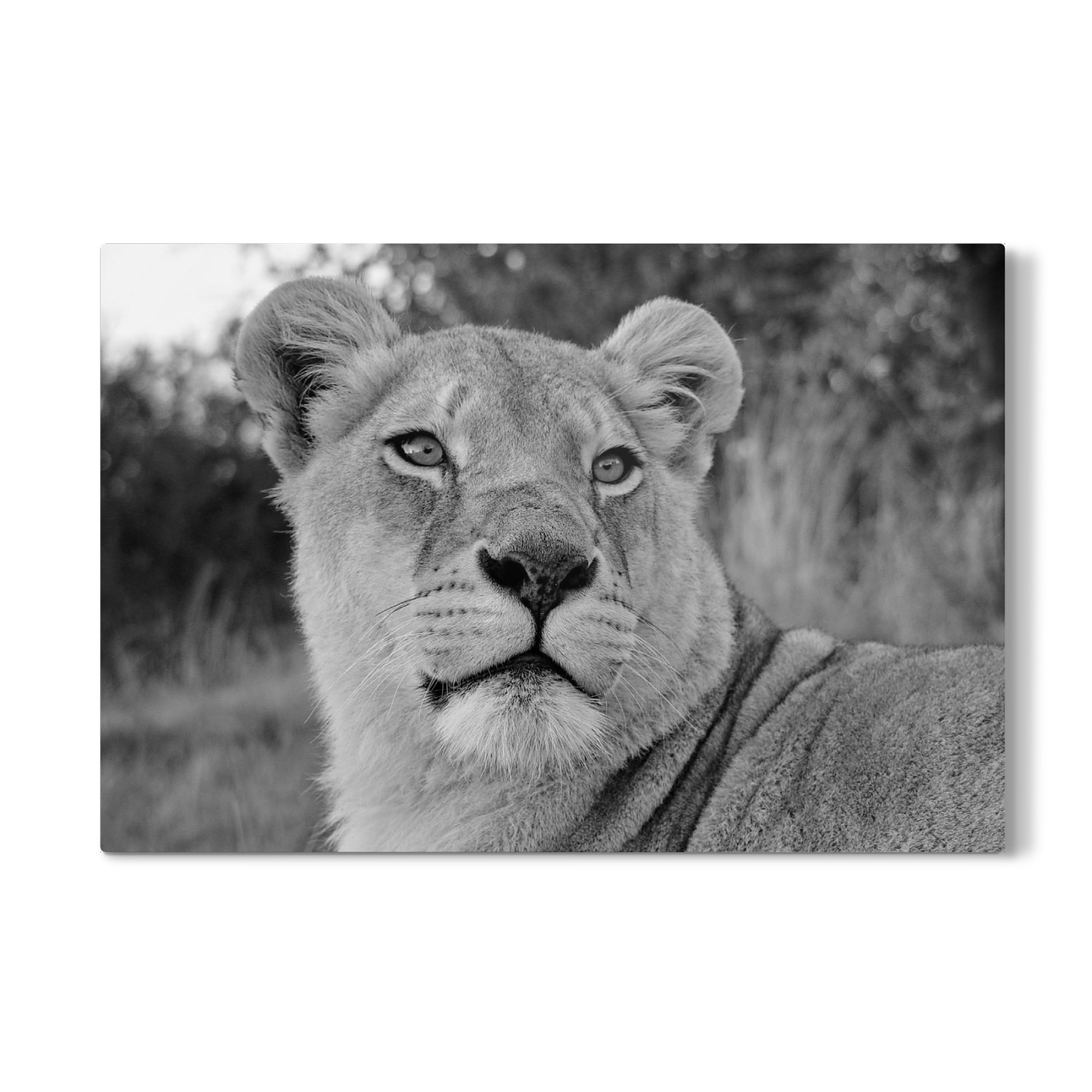 Galerie-Print "Löwen Weibchen Portrait sw 2197" 75x50 cm artboxONE