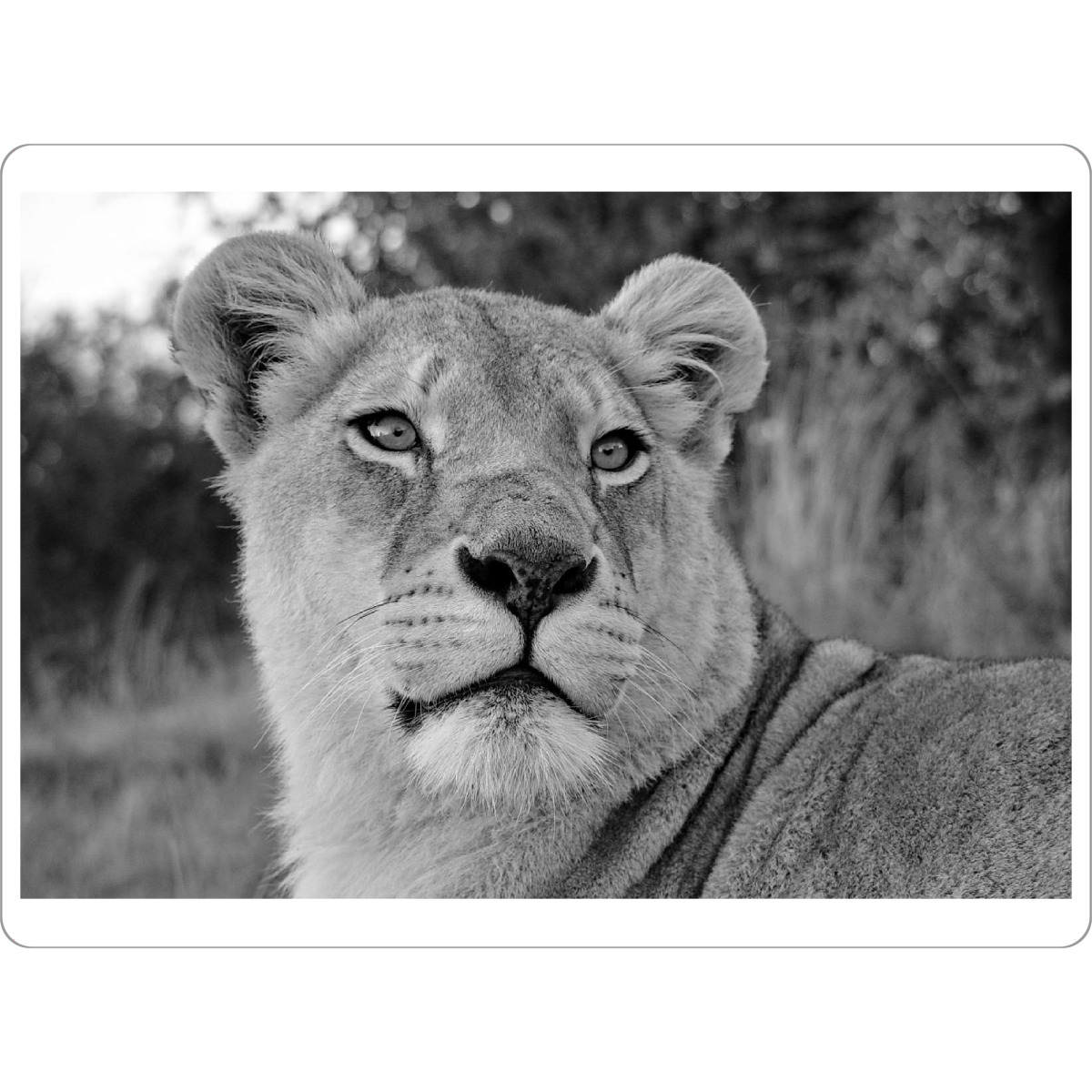 Tischset "Löwen Weibchen Portrait sw 2197" artboxONE - Tiere,Schwarzweiß,Reise / Afrika