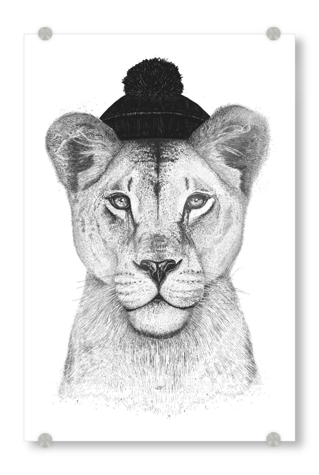 Acrylglasbild "Lioness in hat" artboxONE - Tiere,Schwarzweiß,Lustig