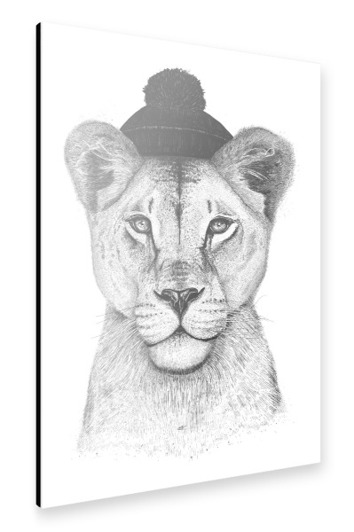 Alu-Dibond "Lioness in hat" 30x20 cm artboxONE