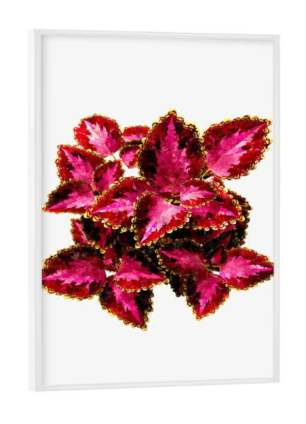 Poster mit weißem Rahmen "Indian Coleus" artboxONE - Natur,Floral