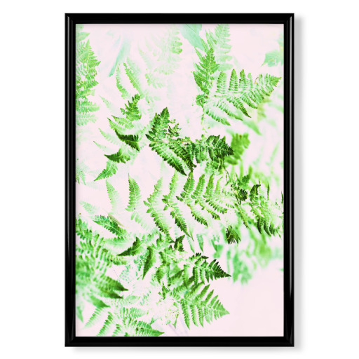 Fern Forest