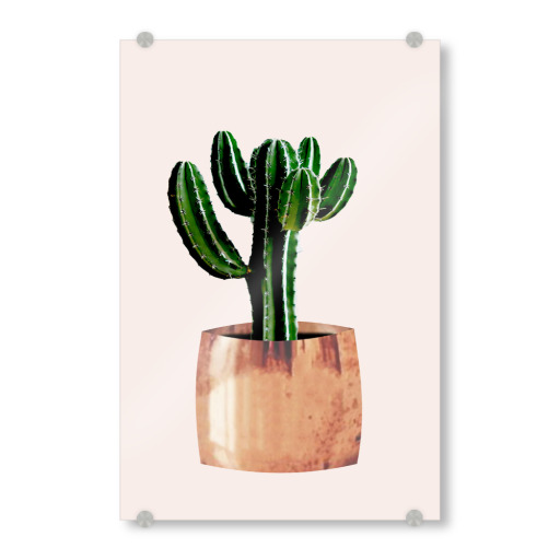 Cactus in pot