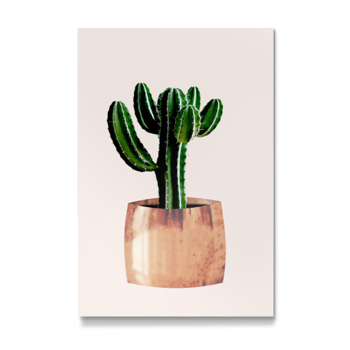 Cactus in pot