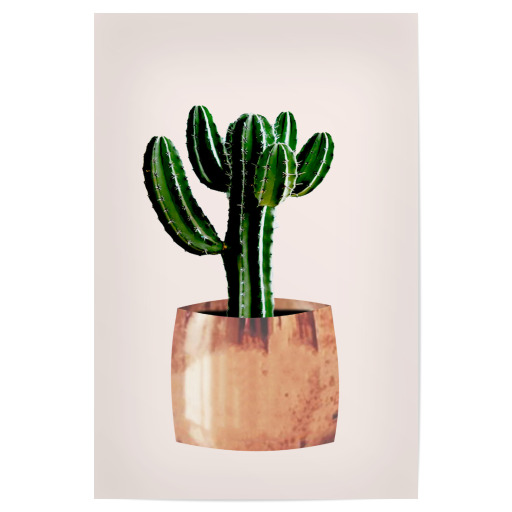 Cactus in pot