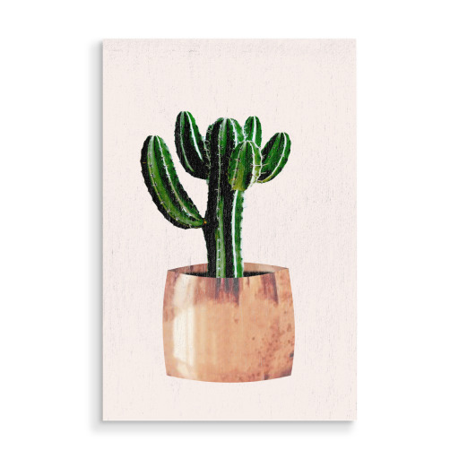 Cactus in pot