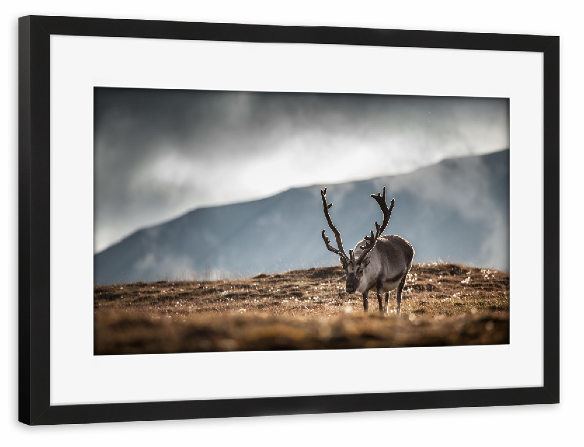 Poster mit Rahmen schwarz "Reindeer 2" artboxONE - Natur,Tiere