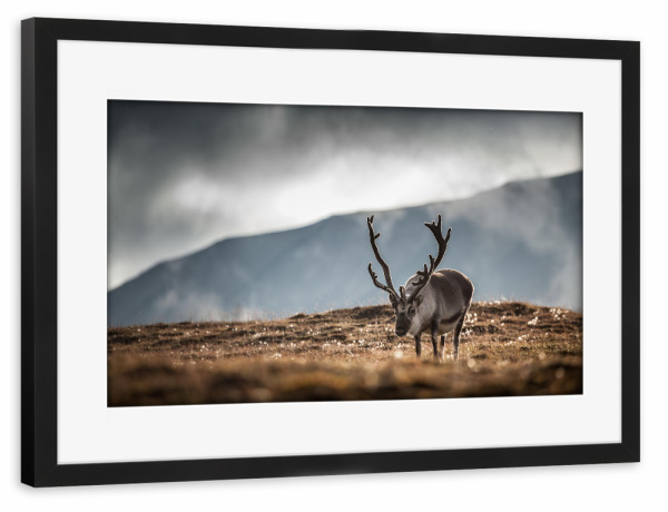Poster mit Rahmen schwarz "Reindeer 2" artboxONE - Natur,Tiere