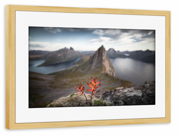 Poster mit Rahmen kiefer "Prospect Plant" artboxONE - Natur