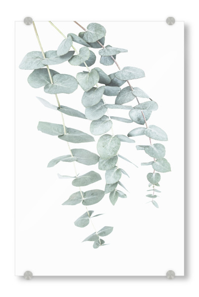 Acrylglasbild "Eucalyptus I" artboxONE - Natur,Floral