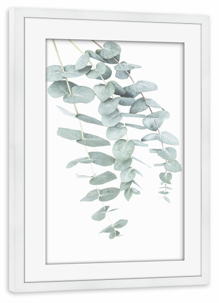 Poster mit Rahmen weiß "Eucalyptus I" artboxONE - Natur,Floral
