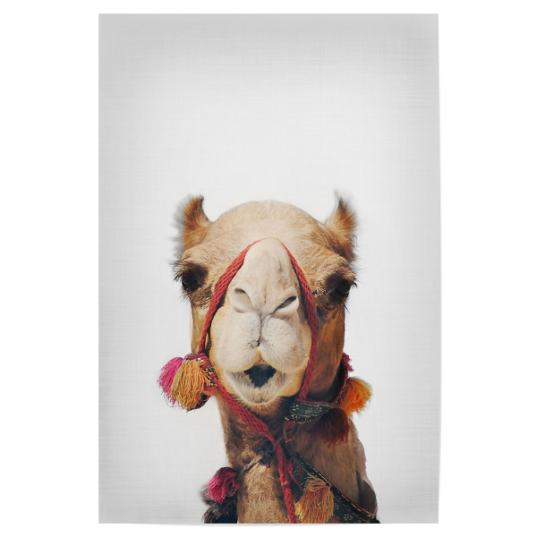 Poster "Camel" artboxONE - Tiere,Reise / Afrika