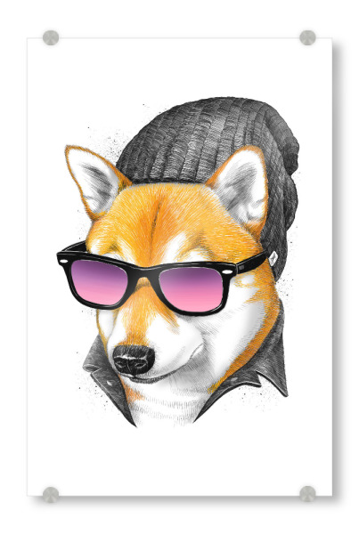 Acrylglasbild "Cool siba Inu" artboxONE - Tiere,Fashion,Männer - Hund,Tier,Cool,Haustier,Siba inu,Hut,Brille