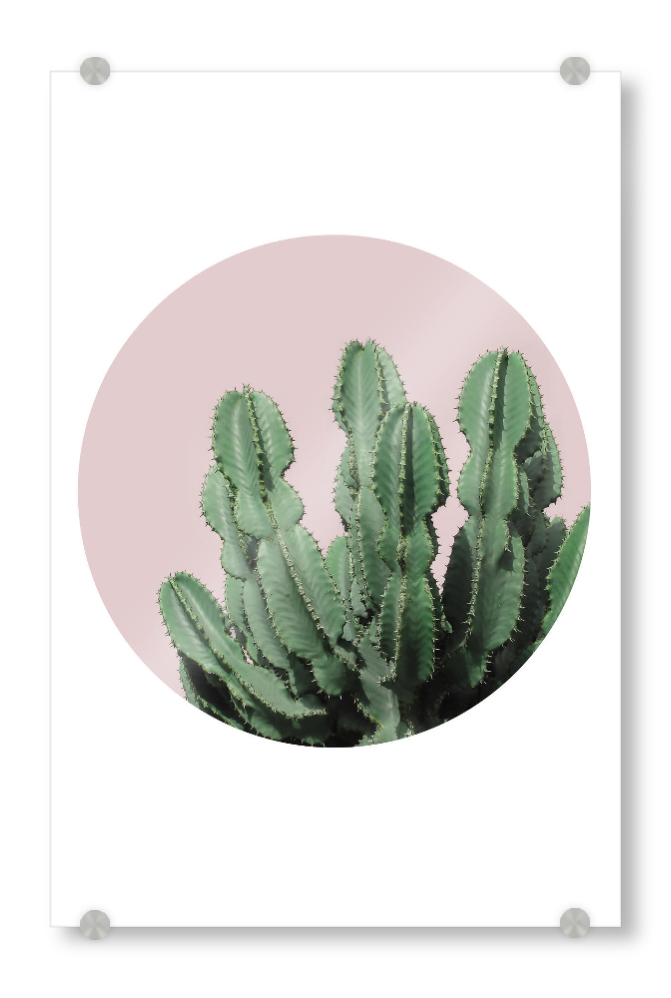 Acrylglasbild "Cactus in a circle" artboxONE - Natur,Abstrakt