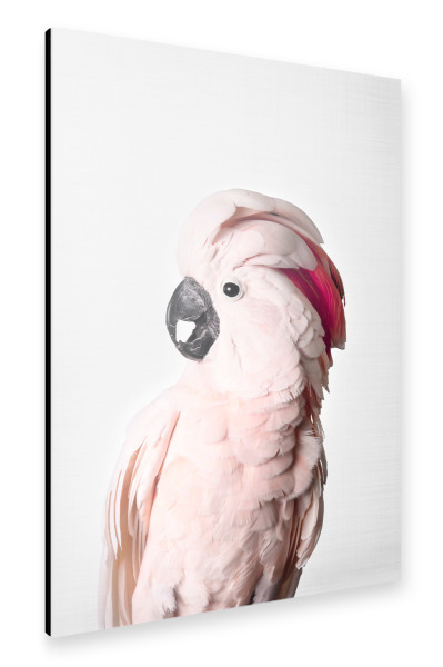 Alu-Dibond "Pink cockatoo" 30x20 cm artboxONE