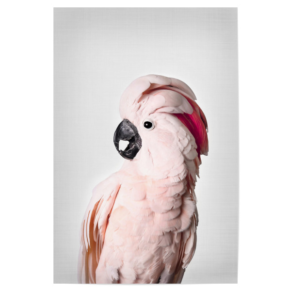 Poster "Pink cockatoo" artboxONE - Tiere